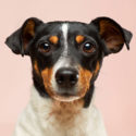 dog-250