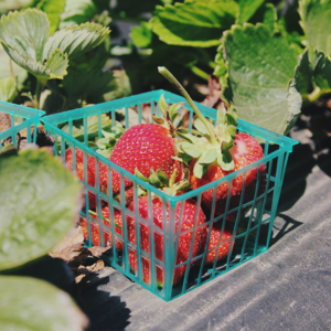 600x600-produce-baskets