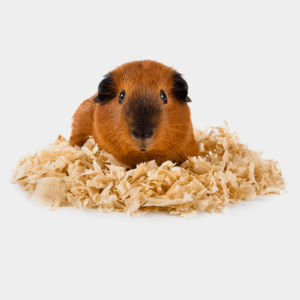 animalbedding